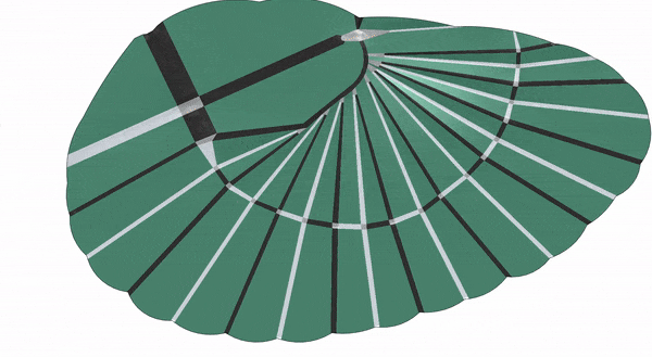 A gif of a wing-shaped sheet with radiating creases that easily snaps from unfolded to folded.