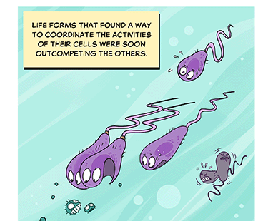 Text: Life forms that found a way to coordinate the activities of their cells were soon outcompeting the others. Illustration: Another two of these cells swim in unison with open mouths toward a smaller cell. Rapidly overtaking a lone cell going after the same prey.