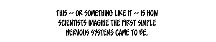 Text: This — or something like it — is how scientists imagine the first simple nervous systems came to be. 