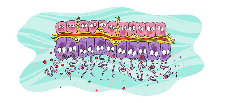 Illustration: In a cross-section view, we see the different cells arranged by their task. Some using their flagella to gather up food, others lining the cells like muscle tissue, while another group snakes through them like nerves.