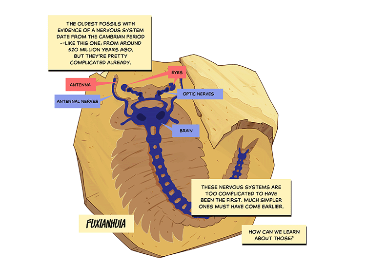 Text: The oldest fossils with evidence of a nervous system date from the Cambrian period — like this one, from around 520 million years ago. But they’re pretty complicated already. These nervous systems are too complicated to have been the first. Much simpler ones must have come earlier. How can we learn about those? Illustration: A fossil of Fuxianhuia, a trilobite-like organism with overlapping segments, a tail, and a clear head with eye stalks and antennae. Overlaid on top of it is a diagram pointing out the eyes, nerves, and brain.