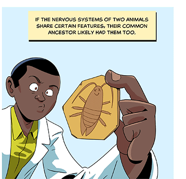 Text: If the nervous systems of two animals share certain features, their common ancestor likely had them too. Illustration: The same scientist now holds a fossil specimen of an ancient cockroach. The flattened fossil is dead with crossed out eyes, but still smiling.