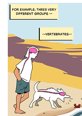 Text: For example, three very different groups — vertebrates — Illustration: A person and their dog walk on a rocky beach. The dog barks at a small crab. Both figures are silhouettes that show their brain and spinal cord.