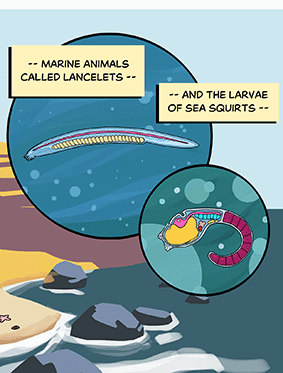 Text: — marine animals called lancelets — and the larvae of sea squirts — Illustration: In two inset panels over the ocean, cross-section diagrams show the same structures in long wormlike lancelets and tadpole-Text: — marine animals called lancelets — and the larvae of sea squirts — Illustration: In two inset panels over the ocean, cross-section diagrams show the same structures in long wormlike lancelets and tadpole-shaped sea-squirt larvae. shaped sea-squirt larvae. 