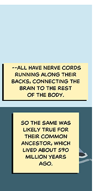 Text: — all have nerve cords running along their backs, connecting the brain to the rest of the body. So the same was likely true for their common ancestor, which lived about 590 million years ago.