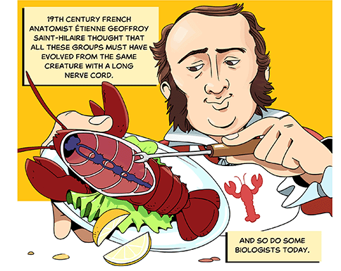 Text: 19th century French anatomist Étienne Geoffroy Saint-Hilaire thought that all these groups must have evolved from the same creature with a long nerve cord. And so do some biologists today. Illustration: A man with thinning brown hair, mutton chops and a lobster bib holds up the hollowed-out shell of a lobster, spilling lemon slices onto the table. He points to the nerve cord with his seafood fork.