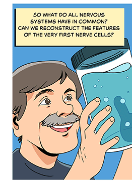 Text: So what do all nervous systems have in common? Can we reconstruct the features of the very first nerve cells? Illustration: A scientist with brown hair and a mustache smiles, holding up a jar of sea water.