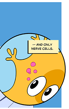 Text: — and only nerve cells. Illustration: In the microscope view, a close-up look at a neuron with pink molecules inside it.