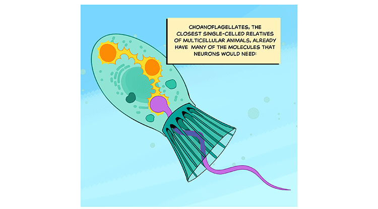Text: Choanoflagellates, the closest single-celled relatives of multicellular animals, already have many of the molecules that neurons would need: Illustration: An oval-shaped cell with a collar of webbed spines like a coffee cup from which its flagella emerges. Inside, a signal bounces between its organelles to the bulb of the flagella.