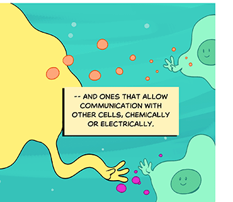 Text: — and ones that allow communication with other cells, chemically or electrically. Illustration: From the neuron’s other hand, molecules move toward another neuron in the background.