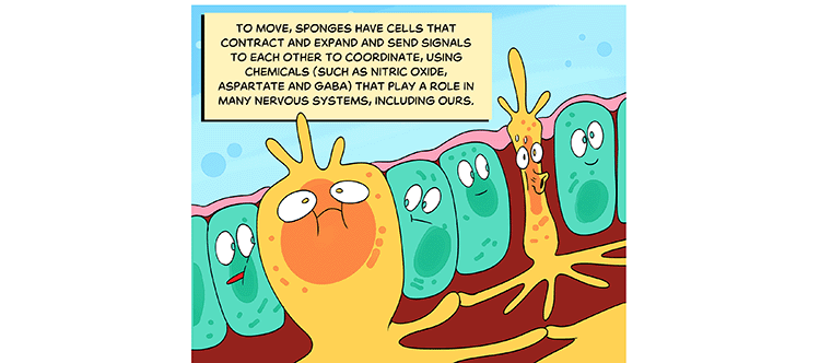 Text: To move, sponges have cells that contract and expand and send signals to each other to coordinate, using chemicals (such as nitric oxide, aspartate and GABA) that play a role in many nervous systems, including ours. Illustration: In another view, two yellow cells puff up and shrink down, communicating through rootlike structures that touch their neighbors.