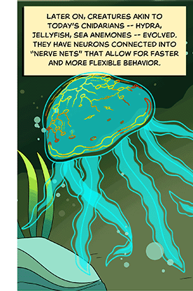 Text: Later on, creatures akin to today’s cnidarians — hydra, jellyfish, sea anemones — evolved. They have neurons connected into “nerve nets” that allow for faster and more flexible behavior. Illustration: A jellyfish with long flat tendrils floats along the ocean floor. On its body is a glowing network of nerves.