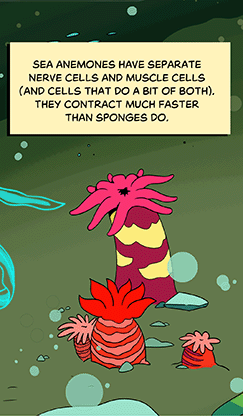 Text: Sea anemones have separate nerve cells and muscle cells (and cells that do a bit of both). They contract much faster than sponges do. Illustration: Nearby, several red and pink anemones wave their tendrils in the water.