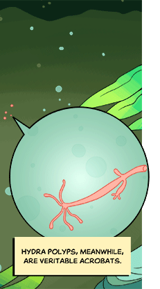 Text: Hydra polyps, meanwhile, are veritable acrobats. Animated image: In another microscopic inset, a hydra polyp, which looks like a pink noodle with some long tendrils on one end repeatedly springs back and forth from one side of the panel to the other.