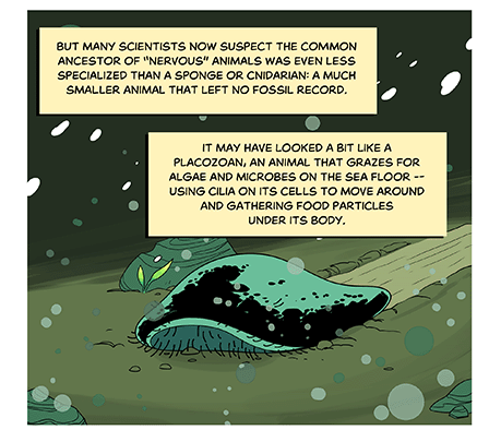 Text: But many scientists now suspect the common ancestor of “nervous” animals was even less specialized than a sponge or cnidarian: a much smaller animal that left no fossil record. It may have looked a bit like a placozoan, an animal that grazes for algae and microbes on the sea floor — using cilia on its cells to move around and gathering food particles under its body. Illustration: A flat featureless mass digs a groove in the soft sea floor as it moves, part of its cilia covered underside can be seen.