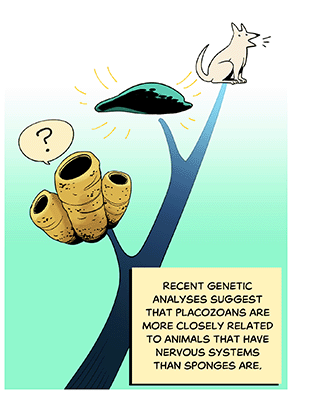 Text: Recent genetic analyses suggest that placozoans are more closely related to animals that have nervous systems than sponges are. Illustration: Another view of that evolutionary branch, but this time that featureless blob sits above a questioning sponge on the tree.