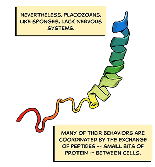 Text: Nevertheless, Placozoans, like sponges, lack nervous systems. Many of their behaviors are coordinated by the exchange of peptides — small bits of protein — between cells. Illustration: A colorful 3D model of a peptide, which looks like a flat ribbon in a tight spiral that tapers off into a windy noodle.
