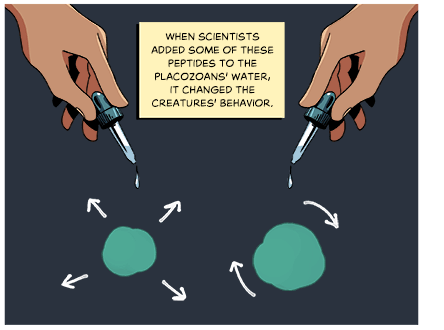 Text: When scientists added some of these peptides to the placozoans’ water, it changed the creatures’ behavior. Animated image: Two hands drop liquid onto two round green placozoans, which expand or spin in response.