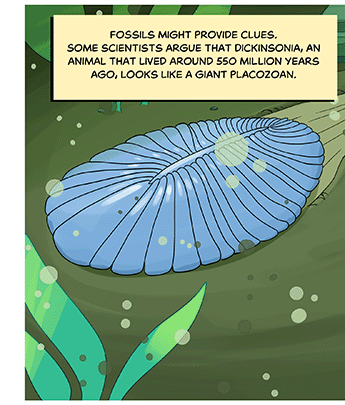 Text: Fossils might provide clues. Some scientists argue that Dickinsonia, an animal that lived around 550 million years ago, looks like a giant placozoan. Illustration: Moving along the sea floor similarly to the placozoan, this organism has radiating segments originating from a central seam on its back.