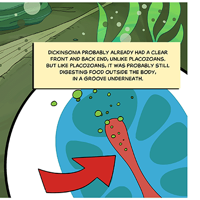 Text: Dickinsonia probably already had a clear front and back end, unlike placozoans. But like placozoans, it was probably still digesting food outside the body, in a groove underneath. Illustration: The underside of the organism, showing a long opening on the bottom that takes in food particles.