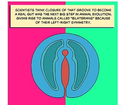 Text: Scientists think closure of that groove to become a real gut was the next big step in animal evolution, giving rise to animals called “bilaterians” because of their left-right symmetry. Illustration: Another view showing the symmetrical form of the organism and how the groove begins to resemble a simple digestive tract with a round opening for a “mouth” and an outlet at the end of the animal.