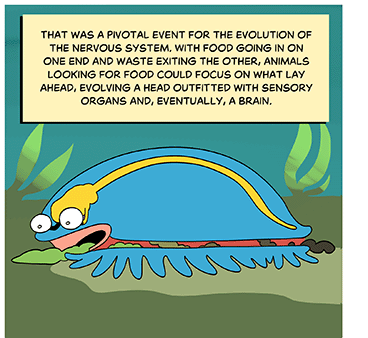 Text: That was a pivotal event for the evolution of the nervous system. With food going in on one end and waste exiting the other, animals looking for food could focus on what lay ahead, evolving a head outfitted with sensory organs and, eventually, a brain. Illustration: The creature seen in cross section, slurping up the sea floor. Its eyes, brain, nerve cord, and gut can be seen.