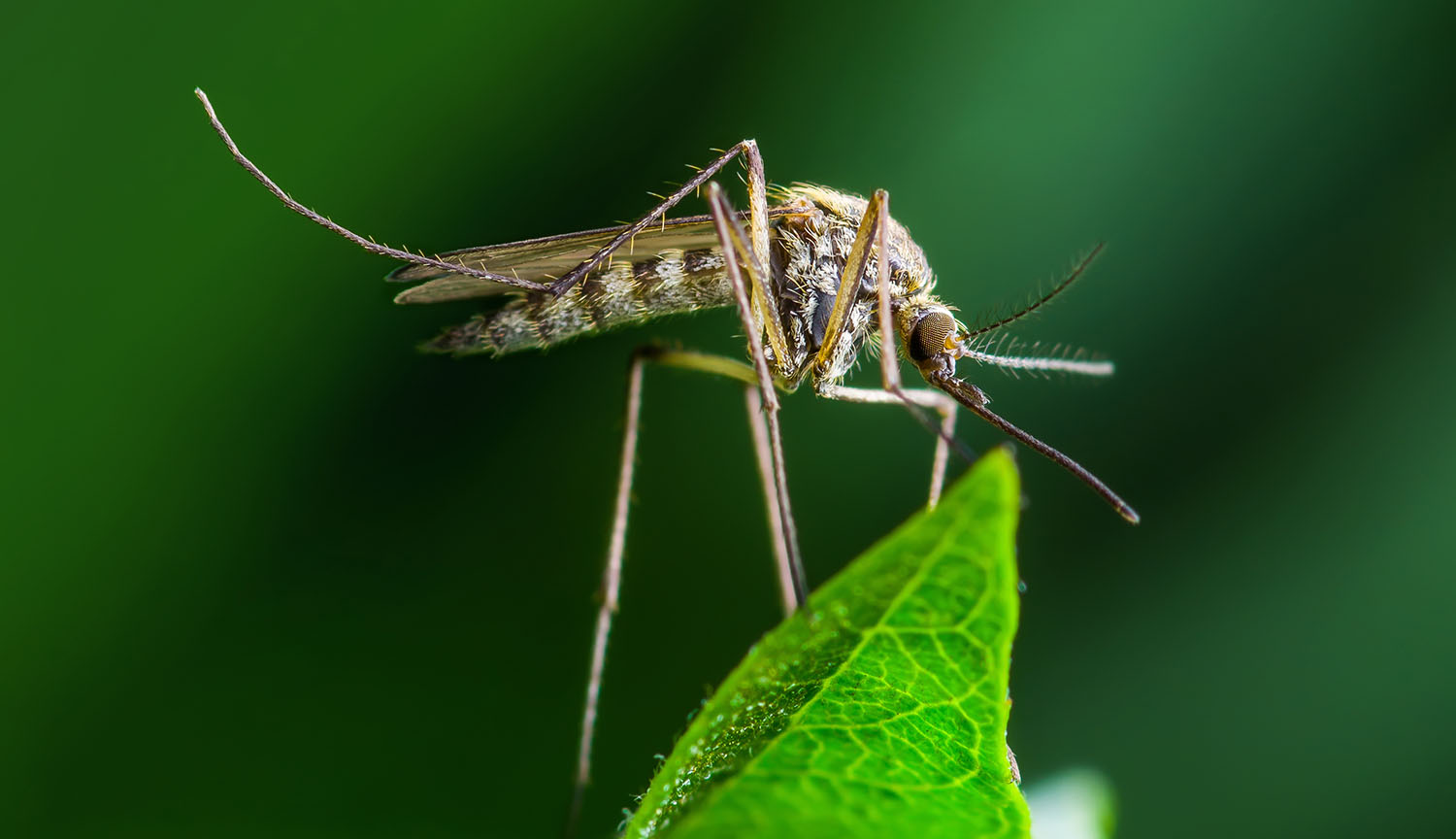 Photograph shows a close-up of an Aedes aegypti mosquito perched on a leaf.