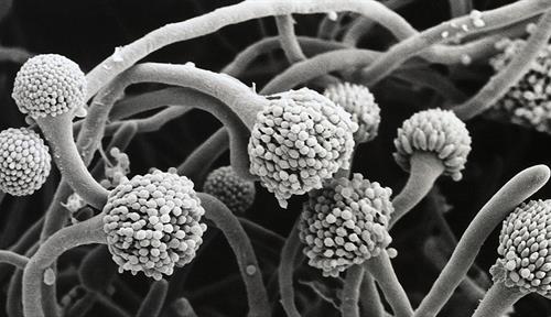 A black and white image of Aspergillus fumigatus showing a network of tendrils (the hyphae) as well as round fruiting bodies that hold the spores.