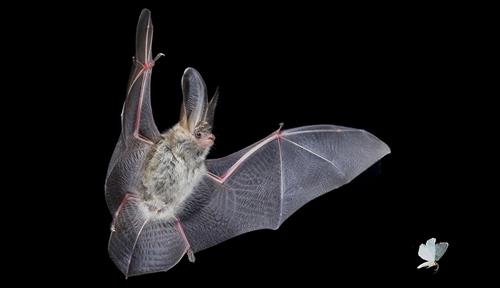 Photo shows a furry bat, caught mid-flap with wings wide, flying behind a small moth.