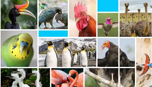 A collage of colorful bird photos.