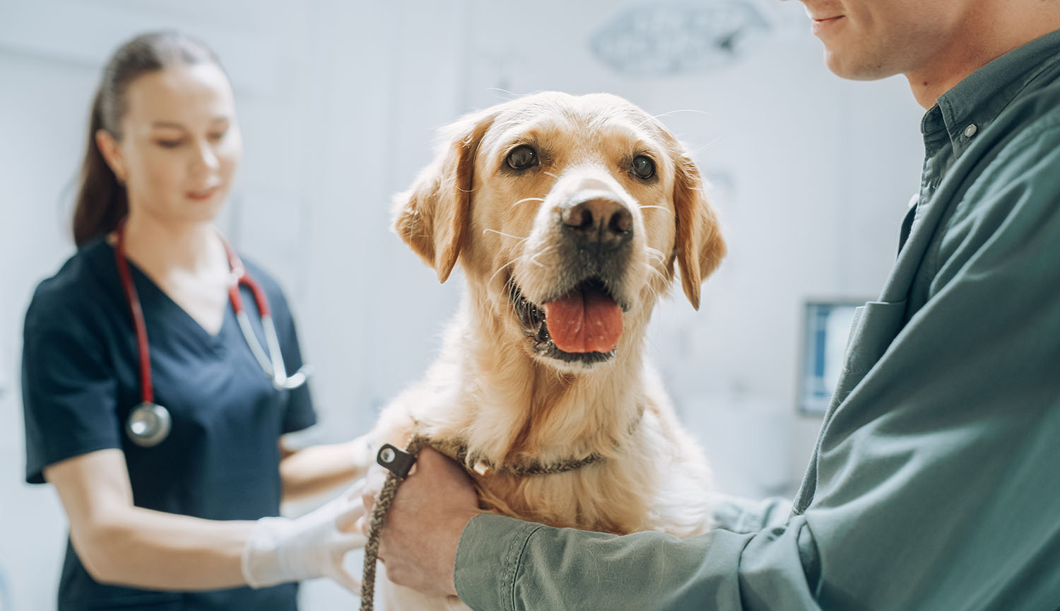 A veterinarian examines a dog as the owner looks on.