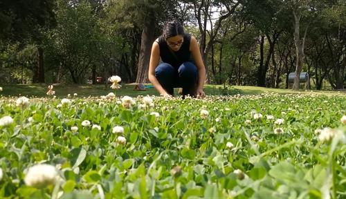 Photograph of a researcher crouched down on a lawn covered with white clover plants. The researcher is wearing jeans and a black tank top and is sampling the plants. There are trees in the background. A person wearing a baseball hat and teal shirt walks by in the background.