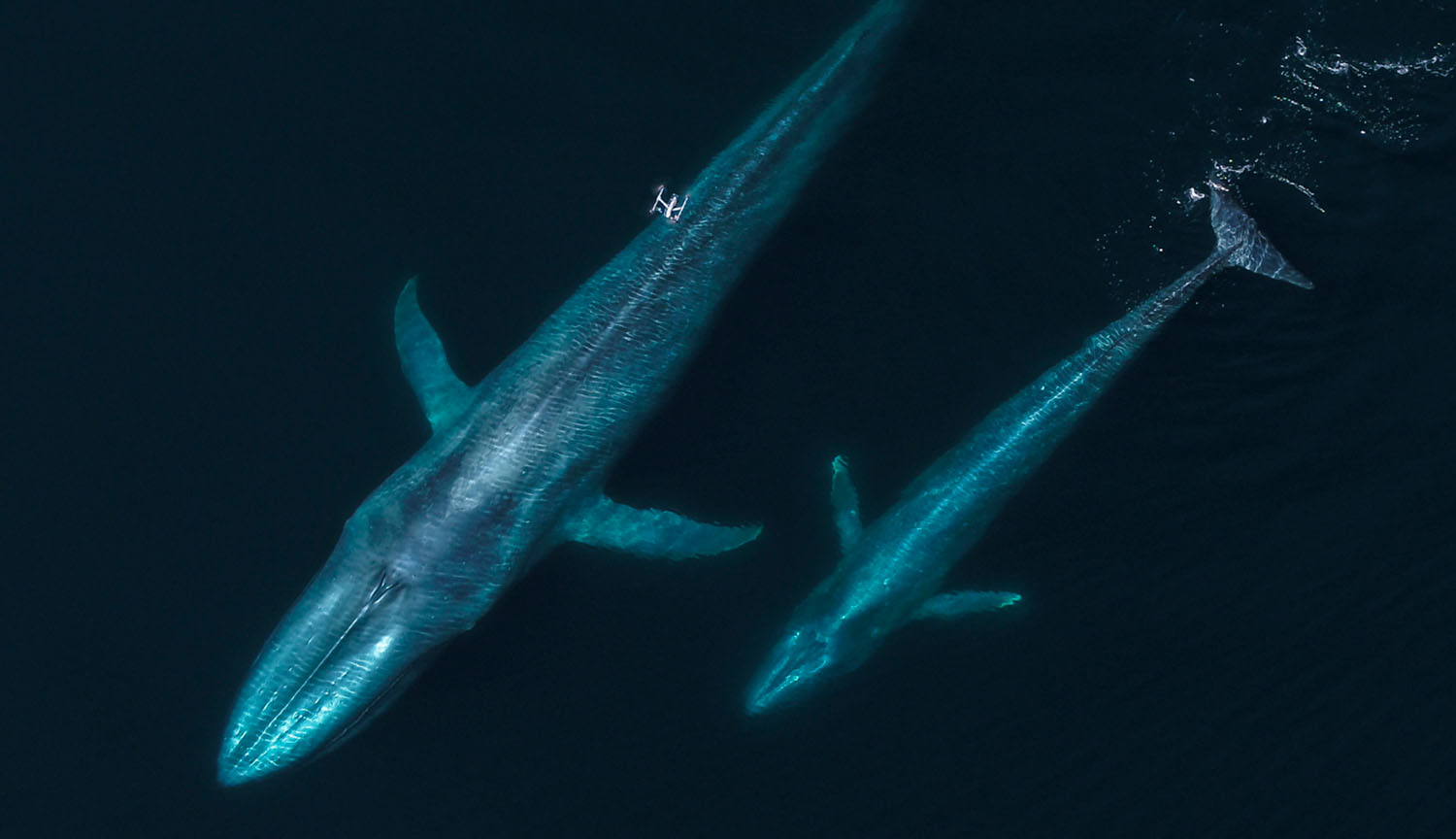 A drone hovers over two blue whales, a mother and baby, as they swim side by side.