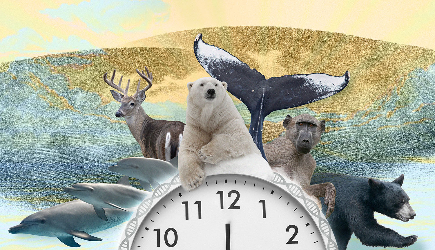Conceptual illustration shows various wildlife species situated around an analog clock. There is some DNA wound around the clock.
