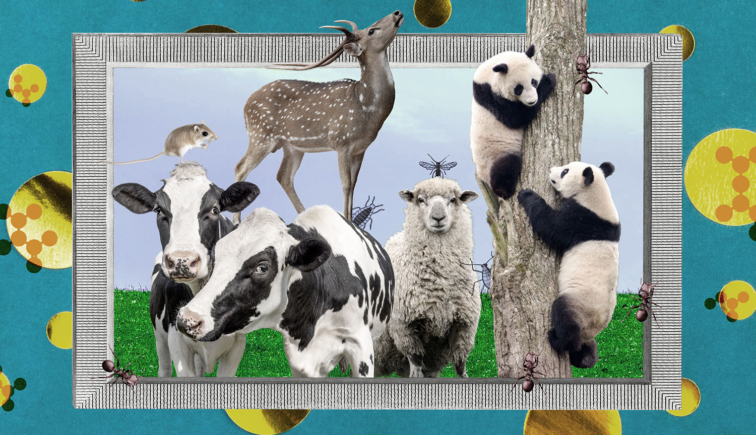 Collage shows chemical structure of amino acids surrounding an image of various animals — including pandas, sheep, cows and an insect.