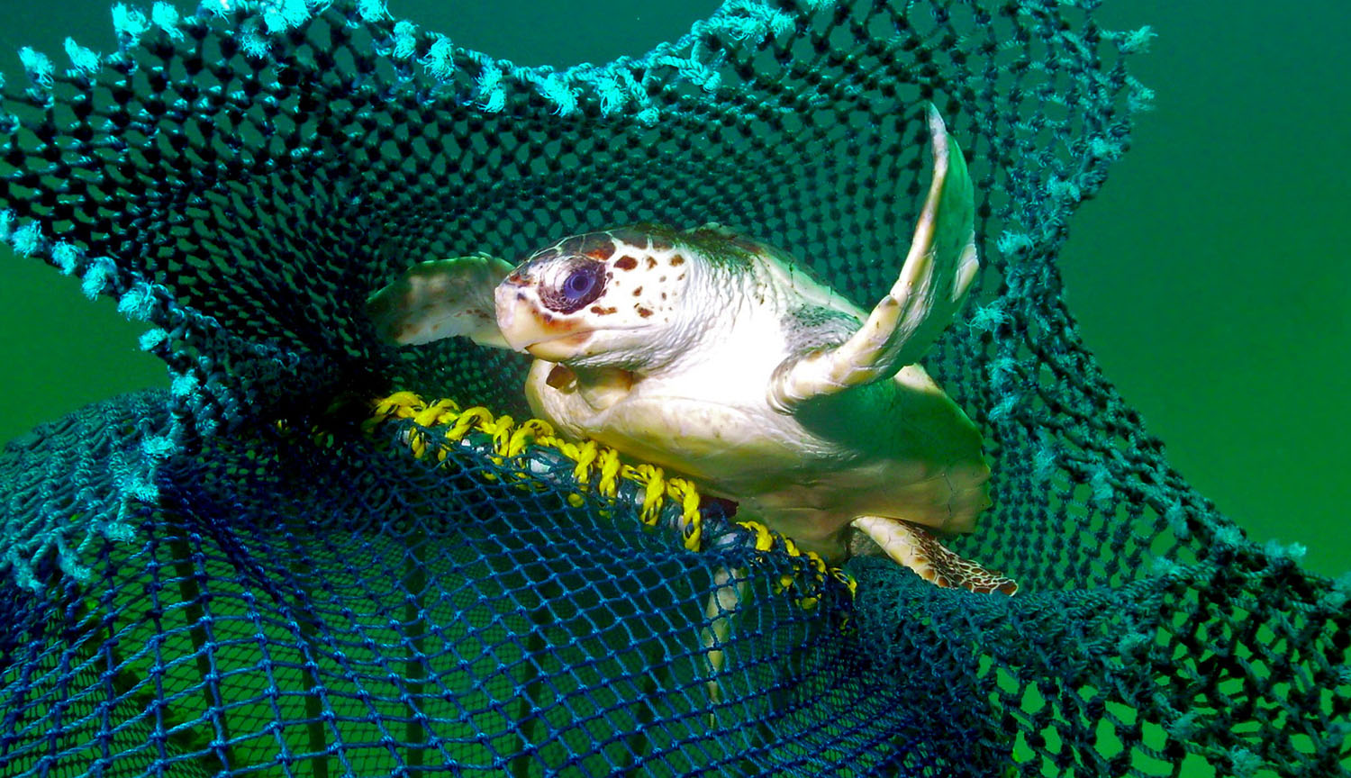 A turtle swims out from a fishing net.