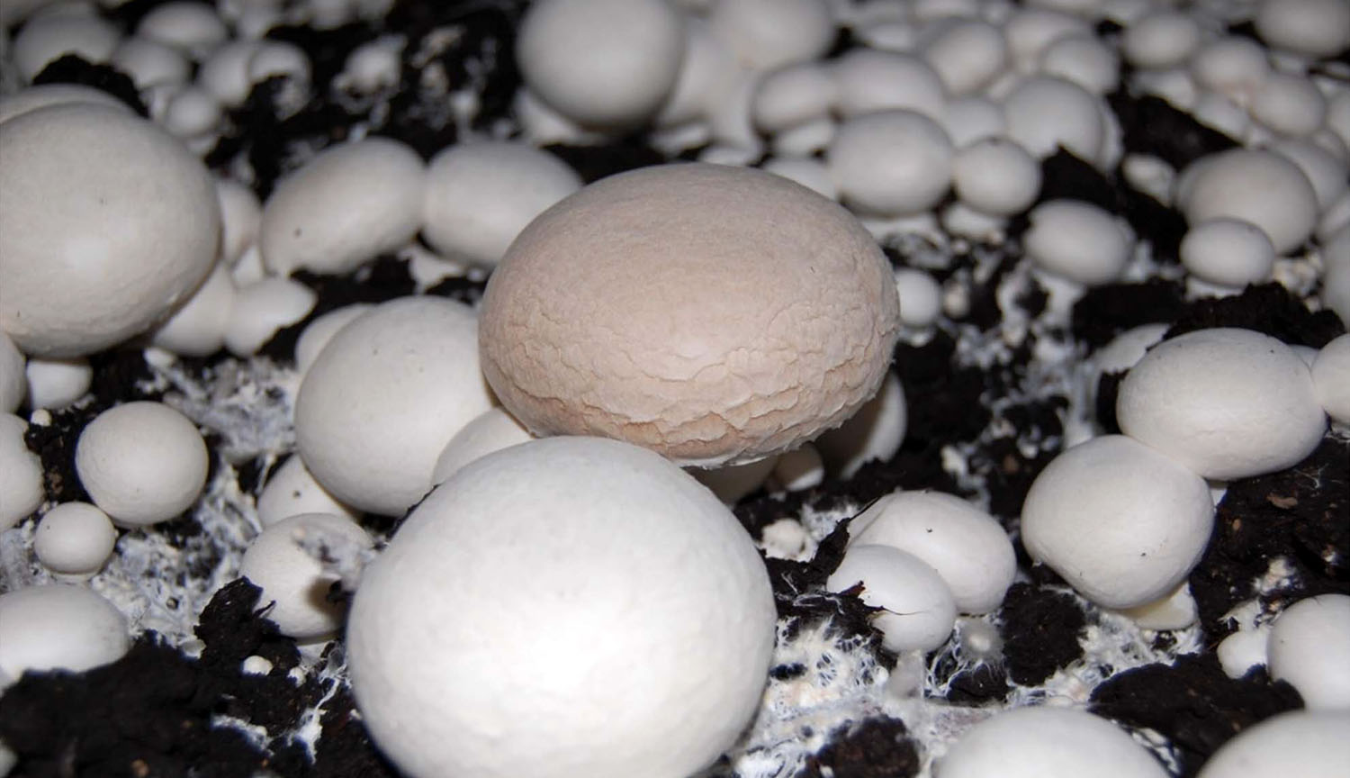 A field of white button mushrooms; one has a brown, wrinkled cap.