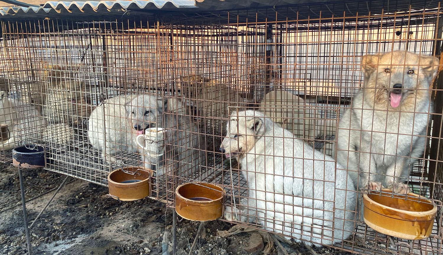 Several white foxes sit in rows of small cages on a fur farm.