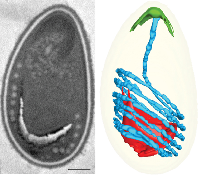 A micrograph and diagram illustrate a long, harpoon-like structure coiled within a microbe.