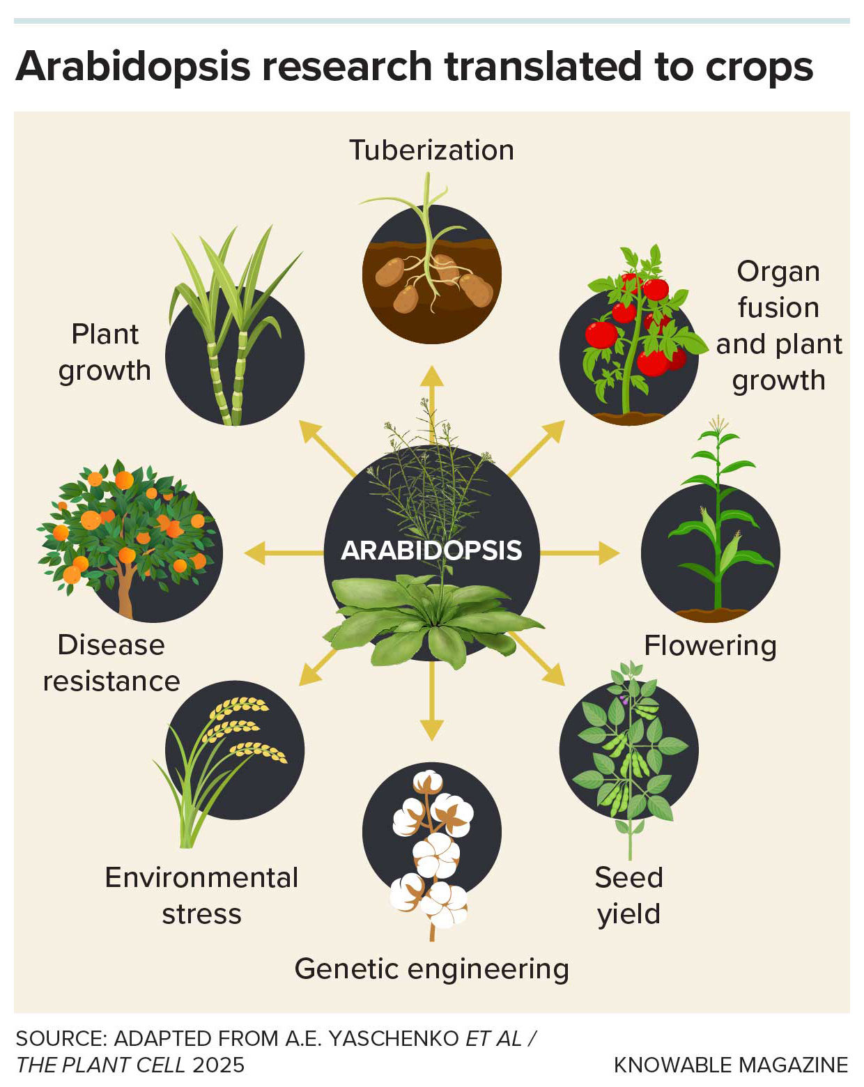 Graphic shows eight crops that have been improved thanks to genetic research using Arabidopsis.