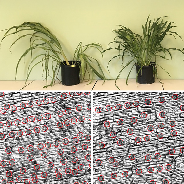 Two sorghum plants in pots; the plant on the left is more stressed- and droopy-looking. Underneath are microscopic images of their leaves, showing that the plant on the left has more stomata in its leaves than the one on the right.