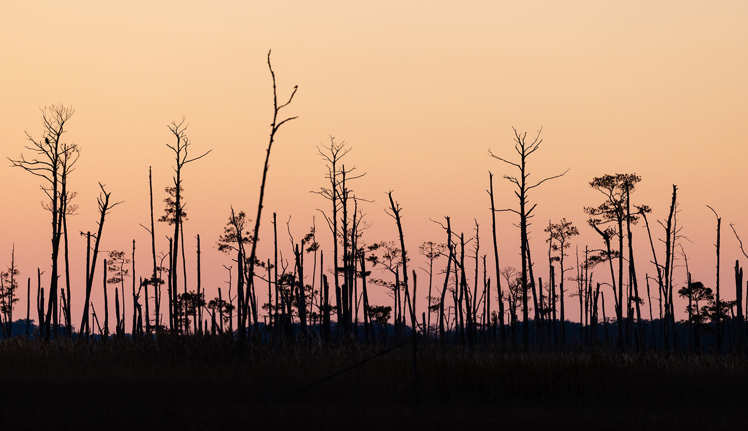 Black silhouettes of dead trees stand out against a pinky orange sky