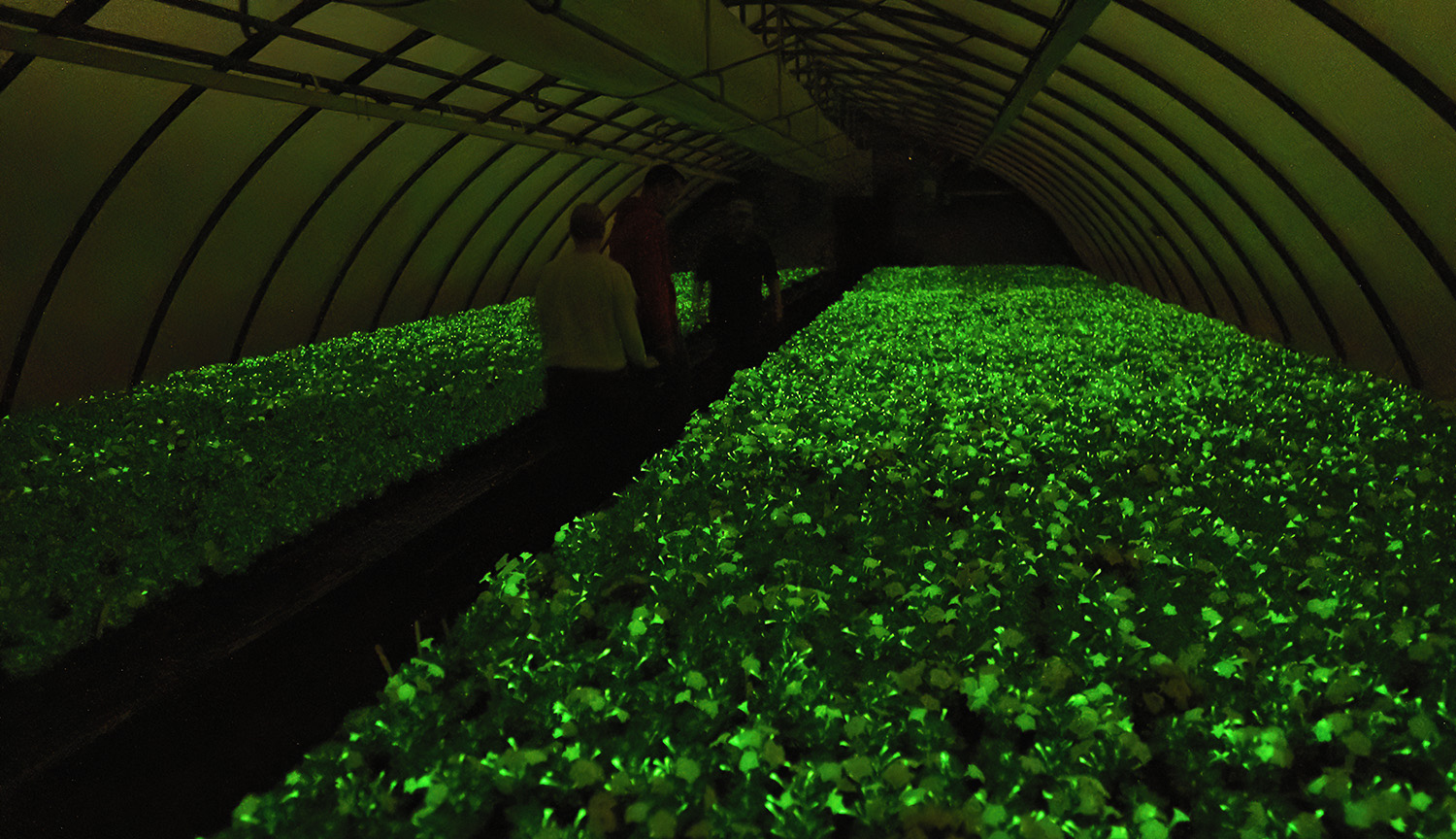People walking through a dark greenhouse filled with trays of softly glowing plants