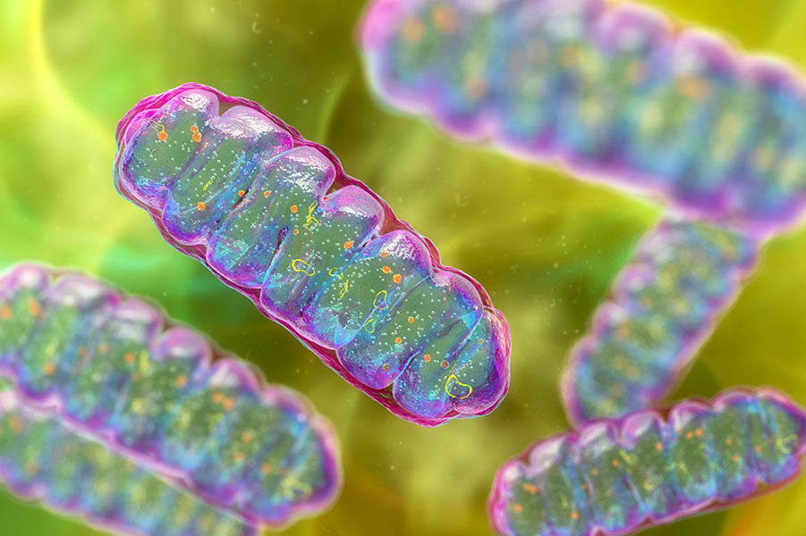 Brightly colored illustrated image of multiple mitochondria in a cell.