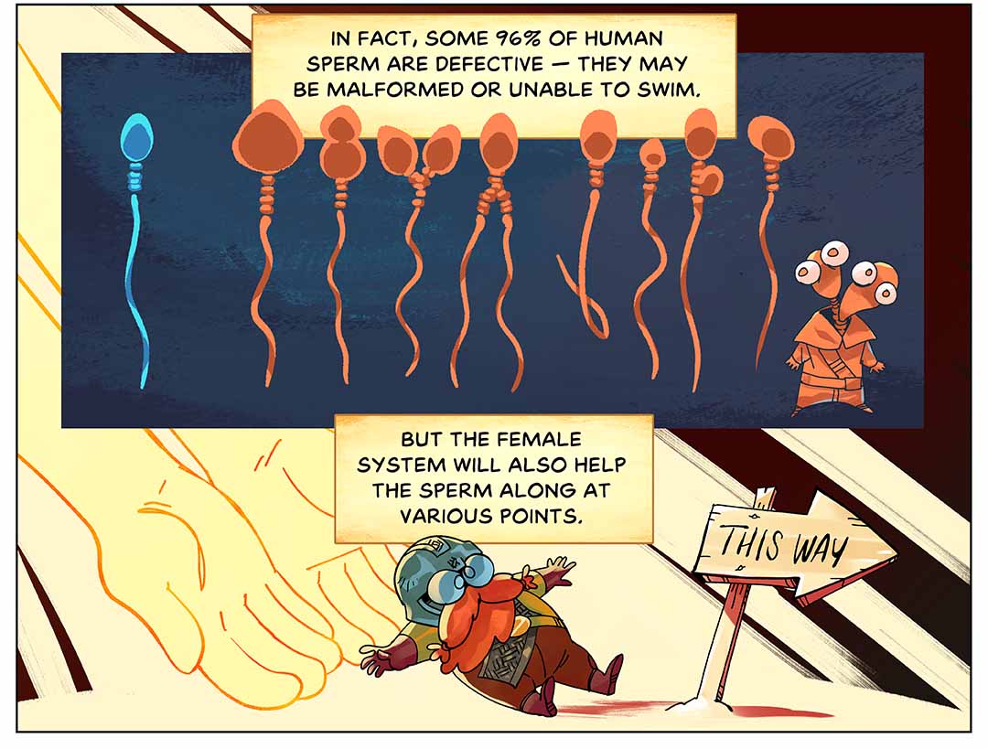 In fact, some 96% of human sperm are defective — they may be malformed or unable to swim. But the female system will also help the sperm along at various points. Illustration: An inset shows a normal sperm cell with a head, midpiece and tail, alongside several malformed ones in orange, with irregular shapes, sizes and structures, including double heads or tails. Below, helping hands usher a sperm character in the right direction toward a sign that reads “this way.”