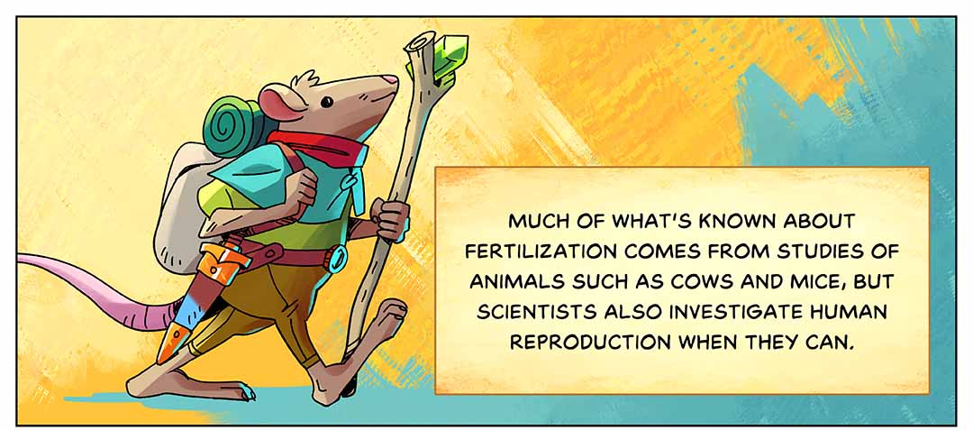 Much of what’s known about fertilization comes from studies of animals such as cows and mice, but scientists also investigate human reproduction when they can. Illustration: A mouse dressed in hiking gear, carrying a backpack and holding a walking staff topped by a crystal.