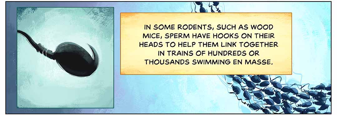 In some rodents, such as wood mice, sperm have hooks on their heads to help them link together in trains of hundreds or thousands swimming en masse. Illustration: Inset of a sperm, with a hooked structure on its head. Larger panel shows a stream of sperm swimming along.