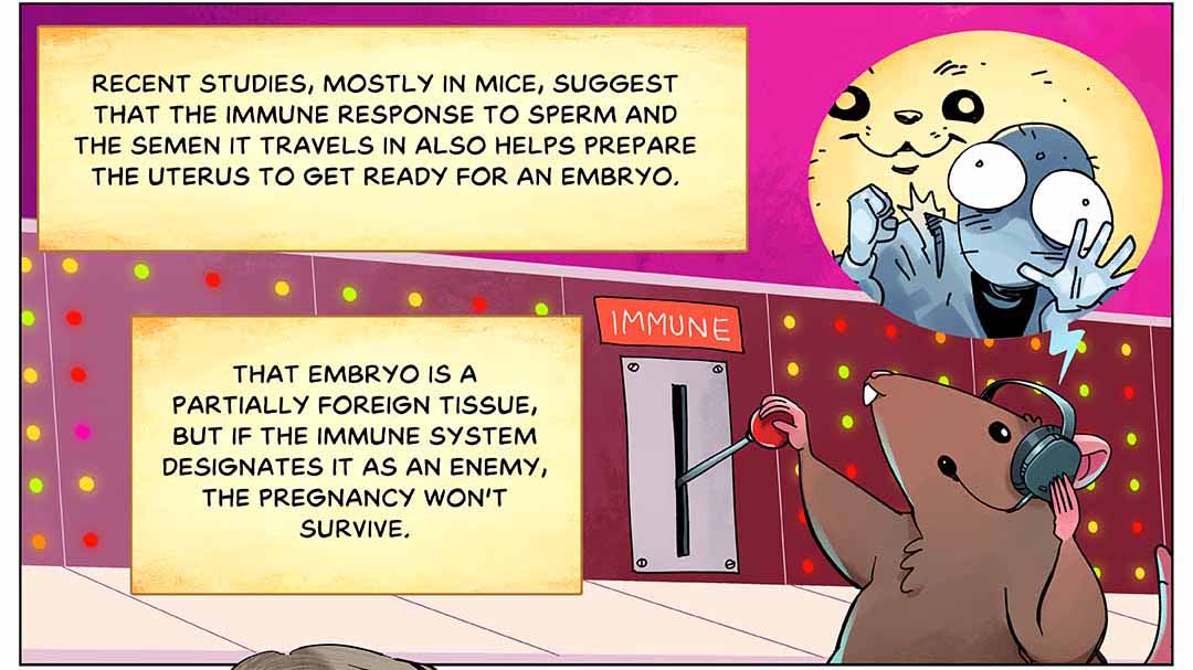 Recent studies, mostly in mice, suggest that the immune response to sperm and the semen it travels in also help prepare the uterus to get ready for an embryo. That embryo is a partially foreign tissue, but if the immune system designates it as an enemy, the pregnancy won’t survive. Illustration: A mouse wearing a headset pulls on a lever labeled “immune”, with an inset image of a sperm character peering through and banging against glass.