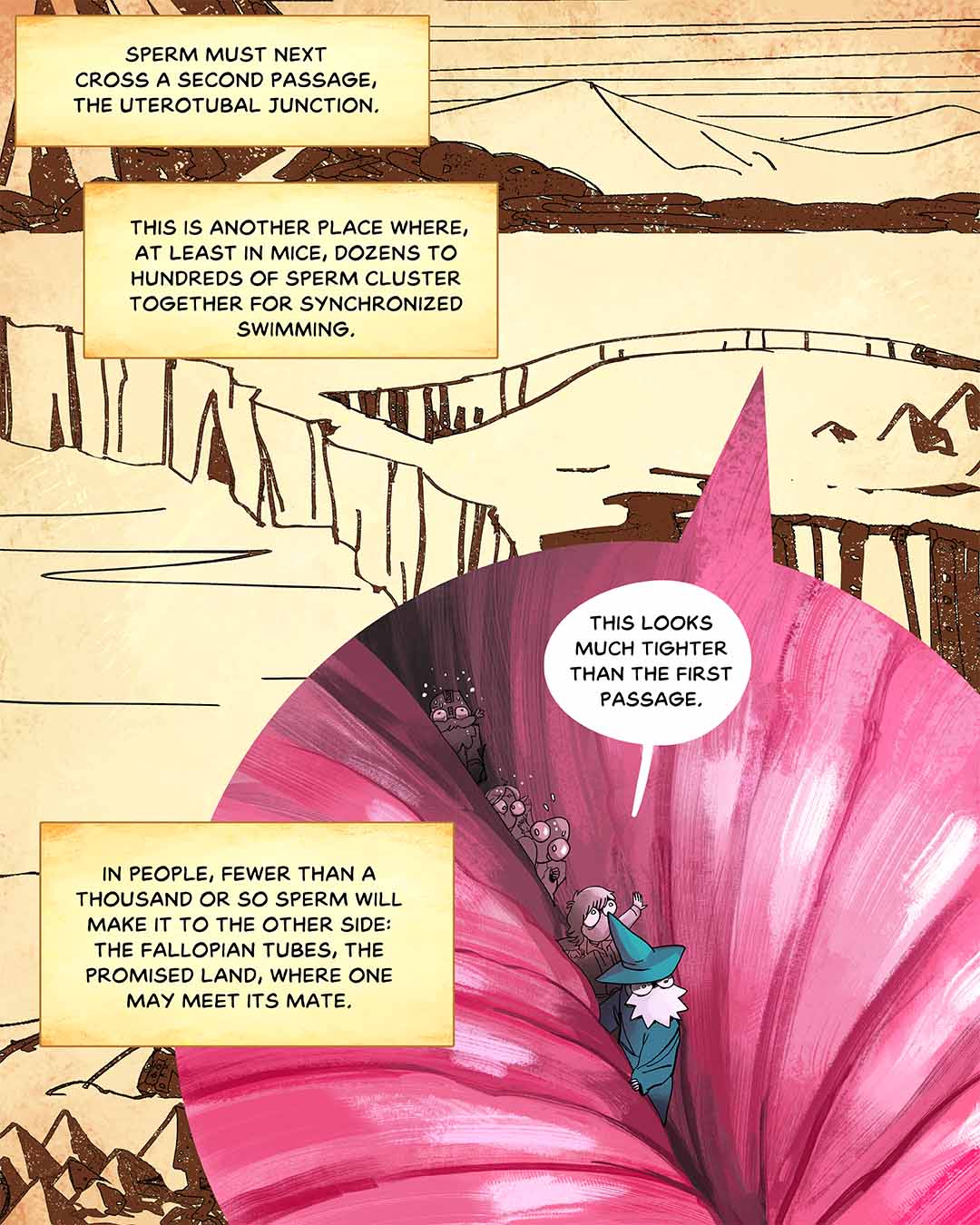 Sperm must next cross a second passage, the uterotubal junction. This is another place where, at least in mice, dozens to hundreds of sperm cluster together for synchronized swimming. In people, fewer than a thousand or so sperm will make it to the other side: the fallopian tubes, the promised land, where one may meet its mate. Illustration: Detail view of landscape map, with inset image showing sperm characters traversing a narrow passage. One has a speech bubble that says: “This looks much tighter than the first passage.”