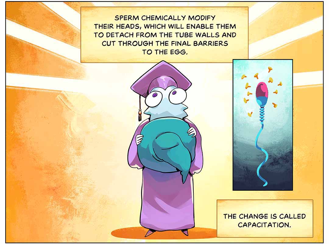 Sperm chemically modify their heads, which will enable them to detach from the tube walls and cut through the final barriers to the egg. The change is called capacitation. Illustration: Sperm character now grown up wearing a graduation gown and cap. Inset image of capacitated sperm structure shows a smooth, round head, shed of extra molecules.